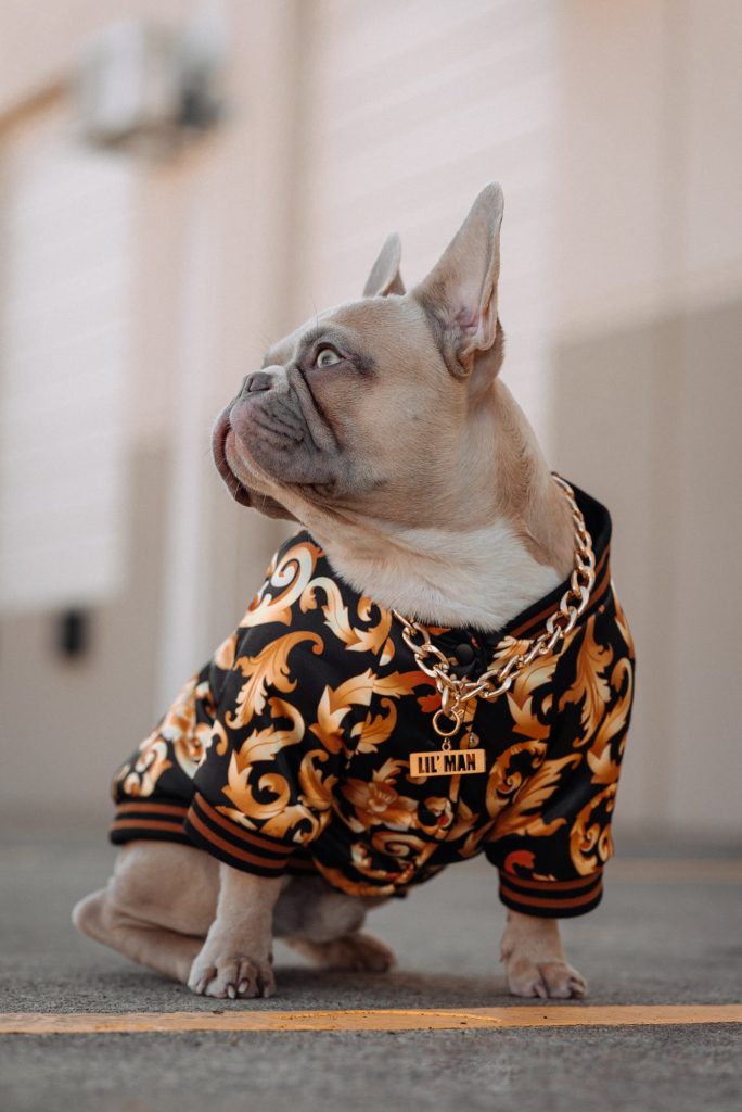 Stylish French Bulldog wearing patterned jacket and gold chain.